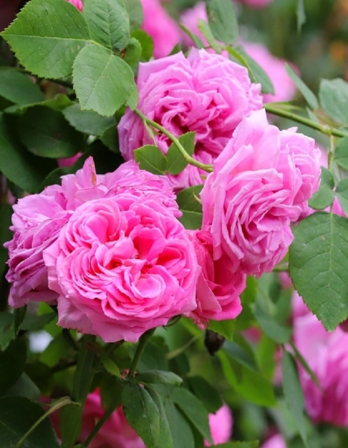 Роза чайно-гибридная Иоганн Вольфганг фон Гете 1 шт гете иоганн вольфганг вольфганг новая любовь новая жизнь