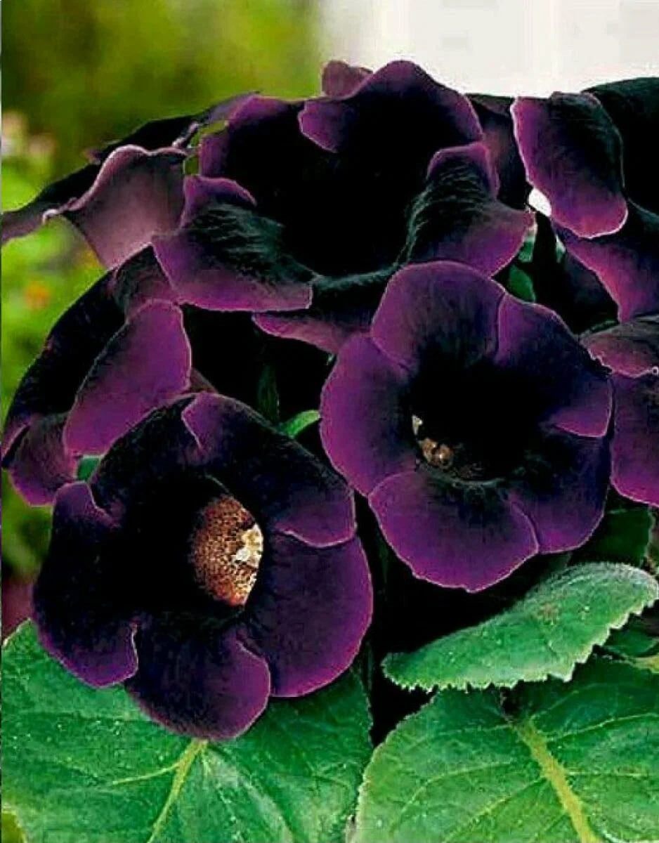 

Глоксиния Виолацеа 1 уп. (2шт.)