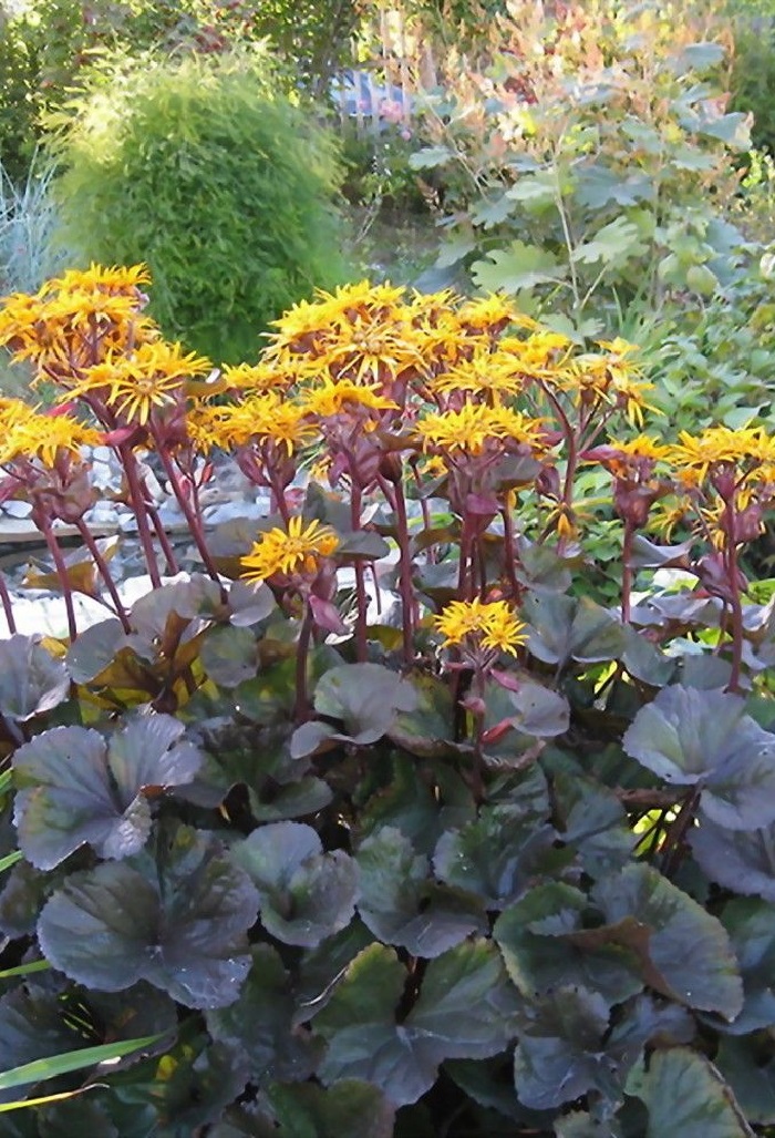 

Бузульник зубчатый Отелло 1 шт Р9