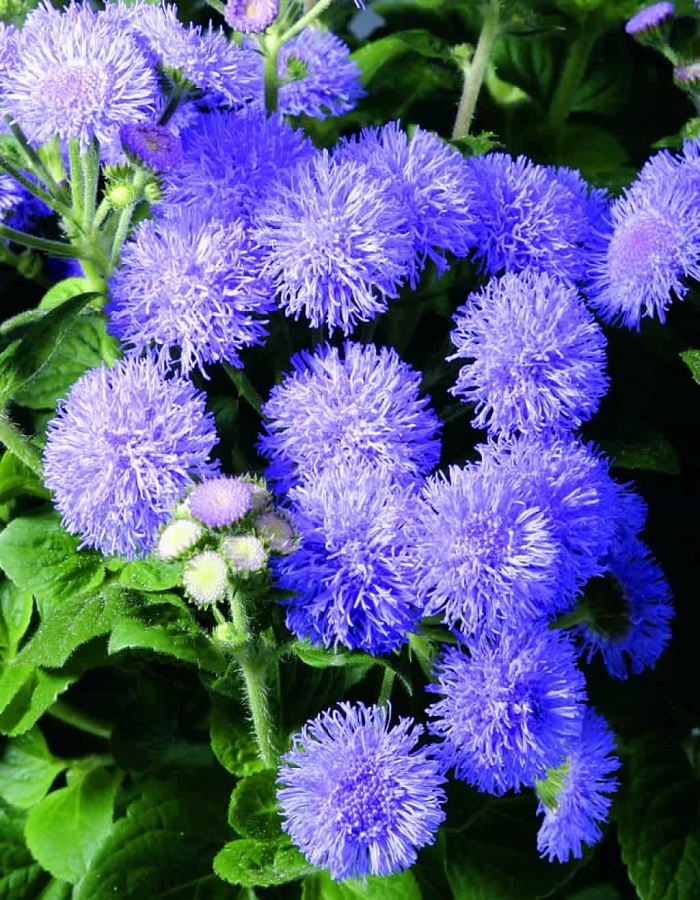 Агератум Голубая норка 0,3 гр КЭШБЭК 25% цветы агератум голубая норка семена