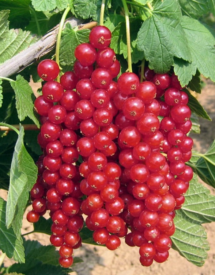 

Смородина красная Фертоди