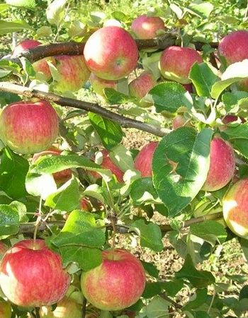 Яблоня Рождественское