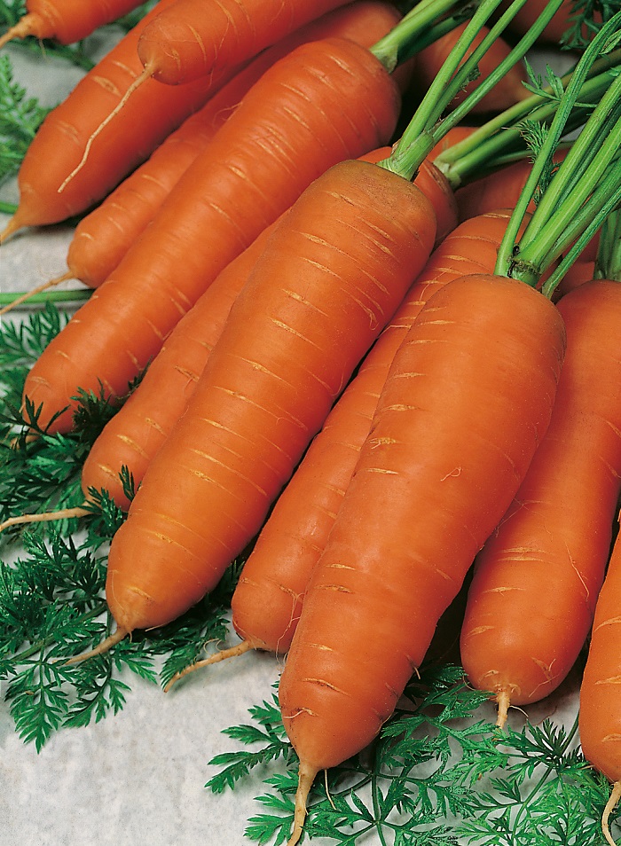 Морковь Семеновна (УД) 1 гр цв.п. битарова зинаида семеновна телефон доверия
