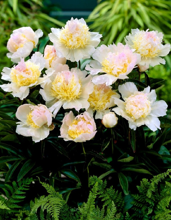 

Пион травянистый Топ Брасс