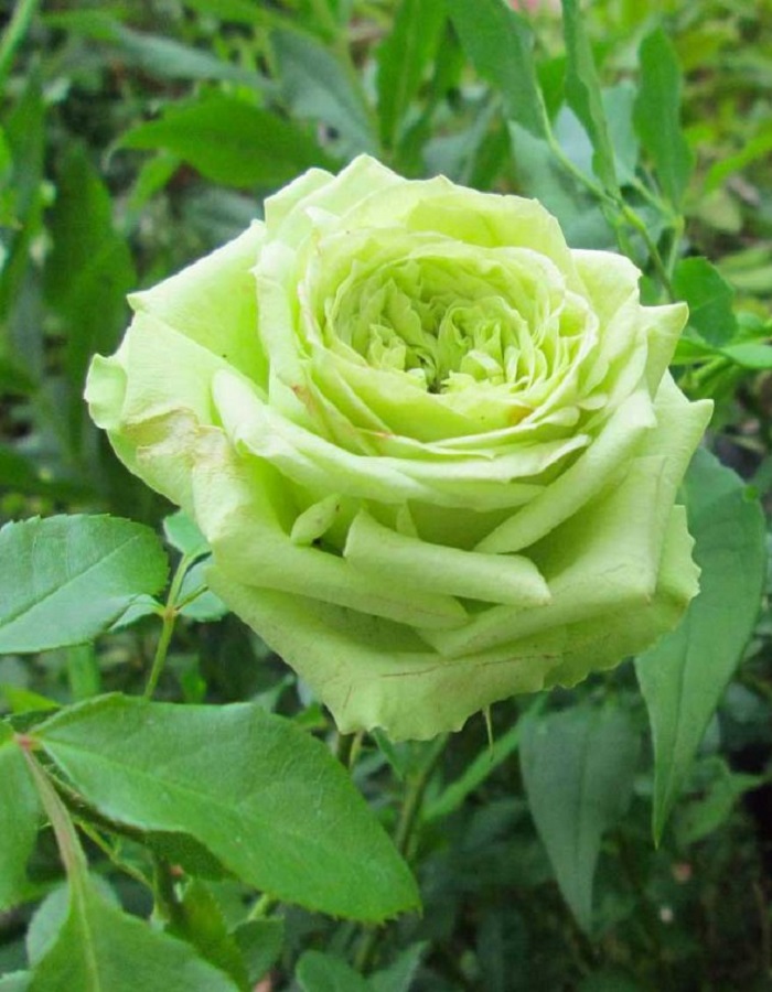 Роза чайно-гибридная Супер Грин 1 шт роза супер эксцельза барни