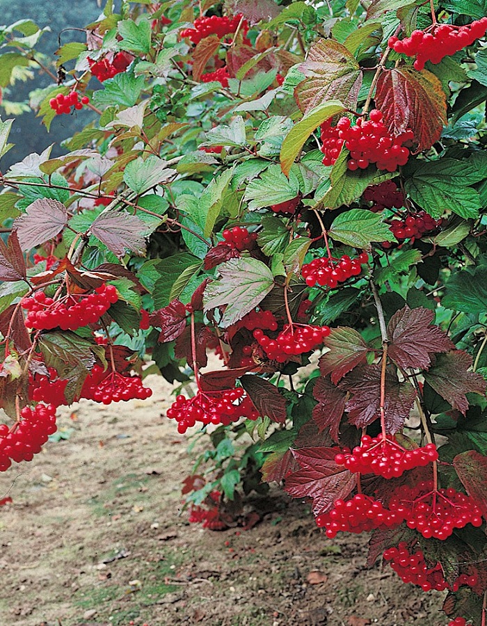 

Калина сладкоплодная Вигорова