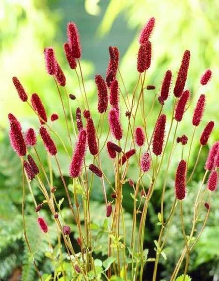 

Кровохлебка гибридная 1 шт Р9