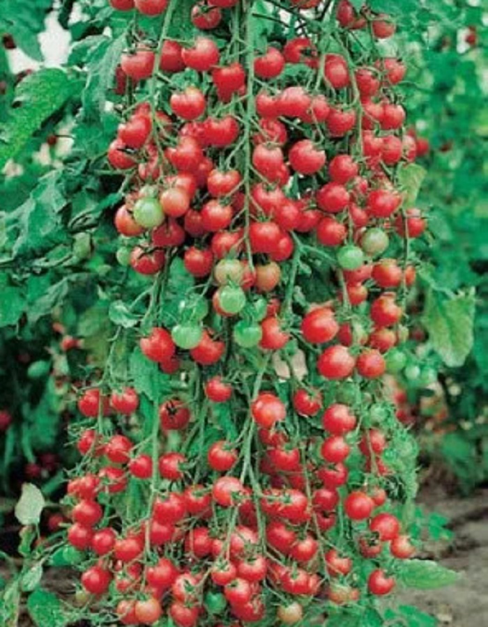 Томат Мальвина черри (УД) 0,05 гр цв.п. семена томат черри оливка 20шт