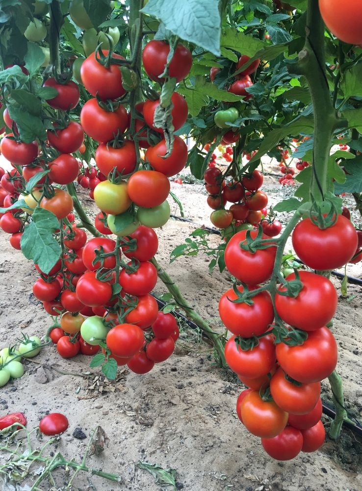 Томат Сладкая семейка (черри)(Селекция ВХ) F1 0,05 гр цв.п семена томат черри негро f1