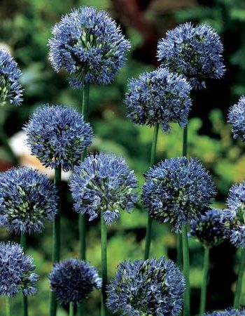 Лук голубой Аквамарин (Allium caeruleum Pall.) 1 уп. ( 5шт.) фракция 4/5 булавка шляпная tby r3588 3 25х70мм цв никель белый уп 5шт