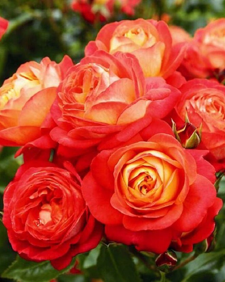 Роза флорибунда Мидсаммер 1 шт