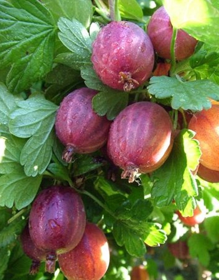 Крыжовник Серенада 399₽