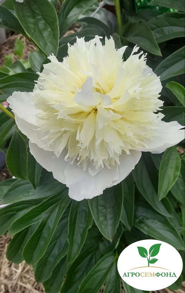 

Пион травянистый Ширли Темпл