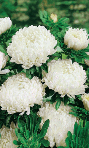 Астра пионовидная Королева гигантов в белом (УД) 0,2 гр цв п