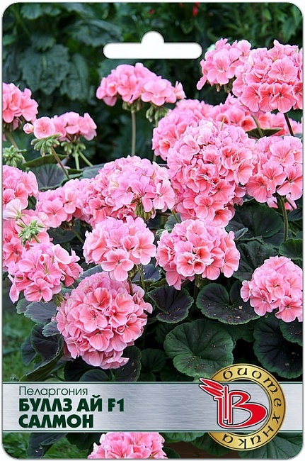 Пеларгония Буллз Ай F1 Салмон 5 шт