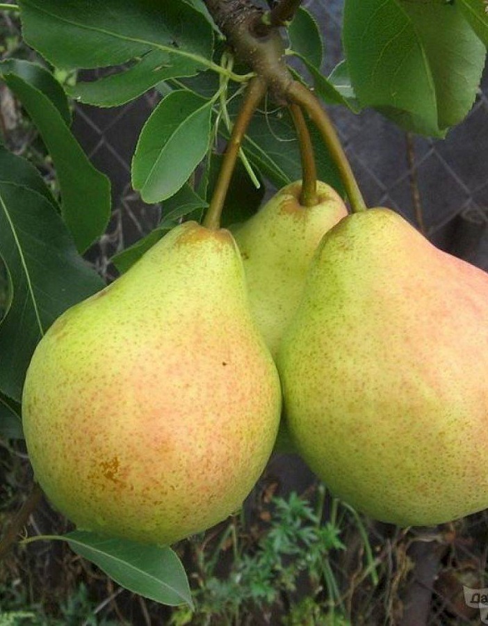 

Груша Память Паршина