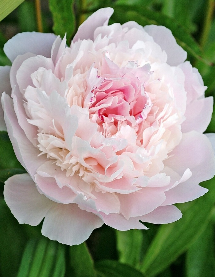 

Пион травянистый Печер