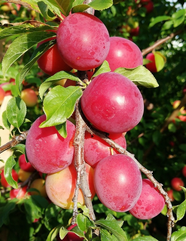 

Слива Красномясая раскидистая