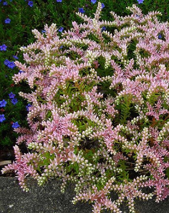 

Очиток красивый Си Стар ASF 1 шт Р9