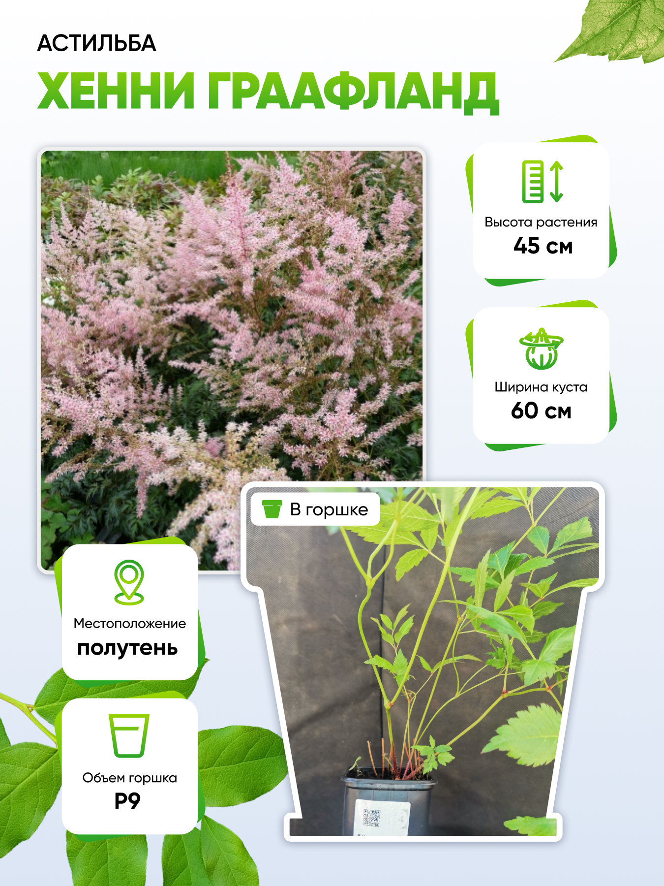 

Астильба Хенни Граафланд 1 шт Р9