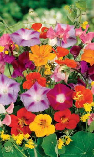 Смесь Вьющихся Растений (УД) цв п 1 гр