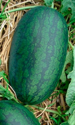 Арбуз Уральский скороспел (УД) 3 шт цв п