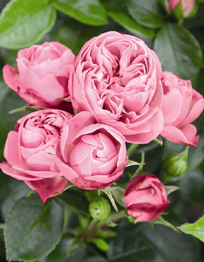 Роза чайно-гибридная Плэйфул Рококо 1 шт, Розы, Чайно-гибридные