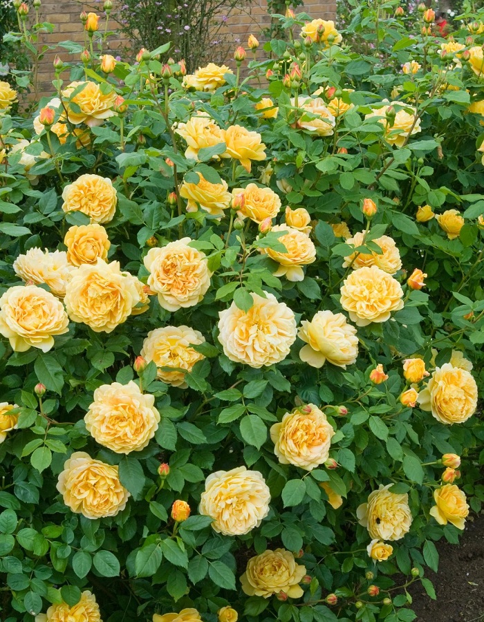 

Роза английская Голден Селебрейшен