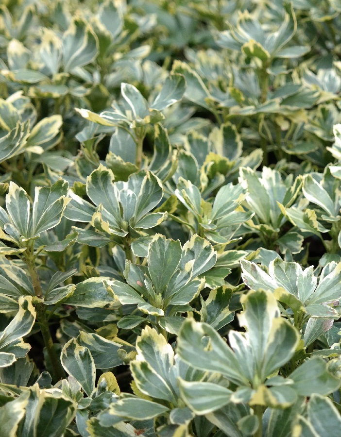 

Пахизандра верхушечная Вариегата 1 шт Р9