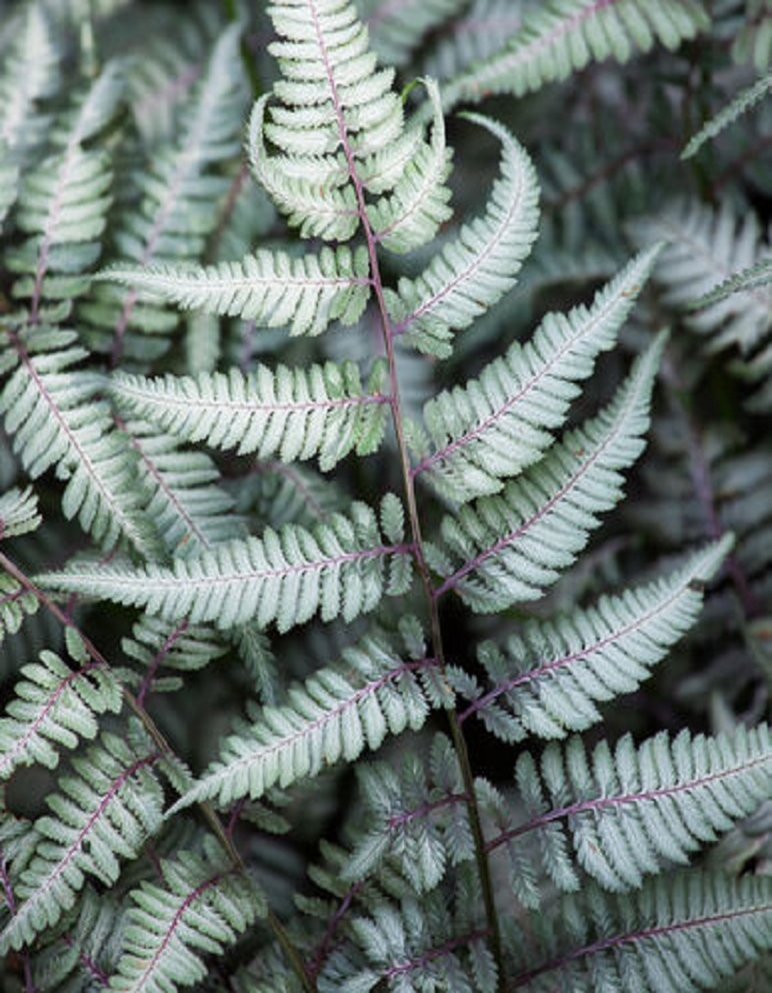 

Папоротник кочедыжник ниппонский Металликум 1 шт Р9