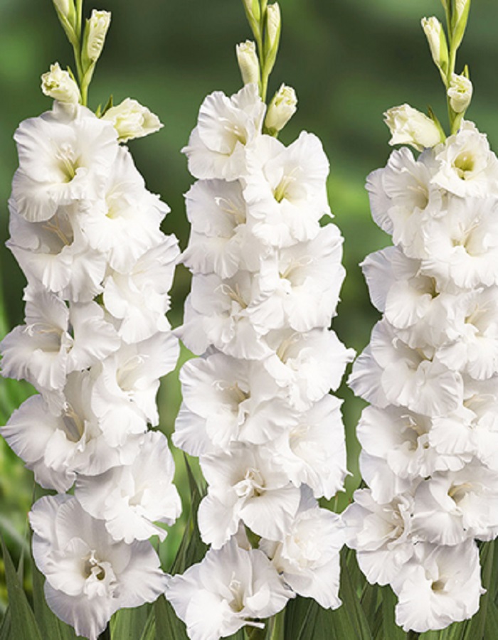 

Гладиолус Маунт Эверест