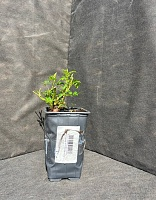 Роза мускусная Динки