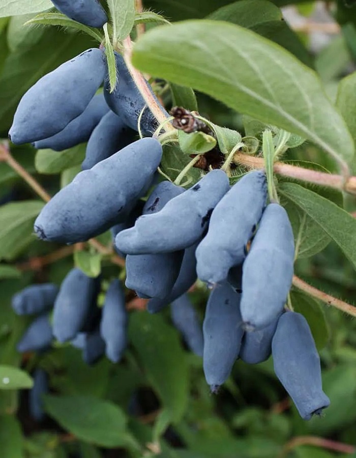 

Жимолость съедобная Нимфа