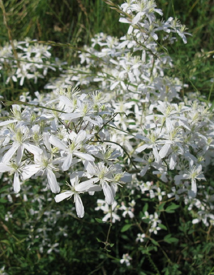 

Клематис Шестилепеcтный (УД) 10 шт цв п