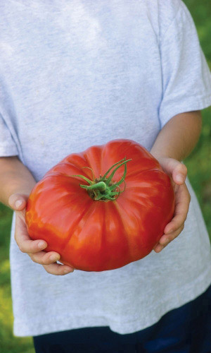 Томат Уральский Гигант Красный (УД) 20 шт