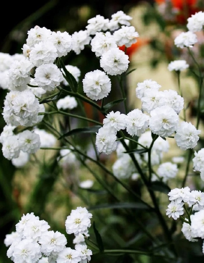 

Тысячелистник обыкновенный Маршмеллоу ASF 1 шт Р9