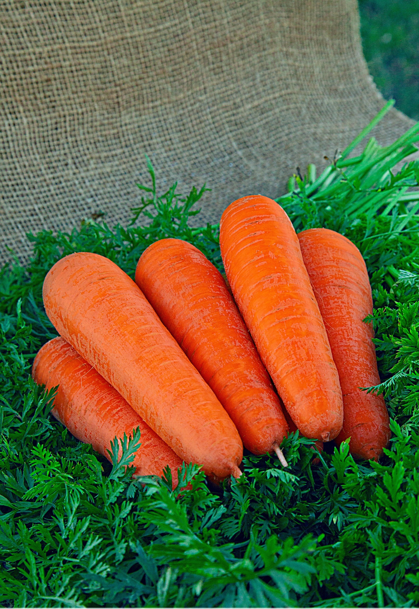 Морковь Московская зимняя А 515 (Гранулы) 300 шт морковь витаминная 6 гранулы 300 шт