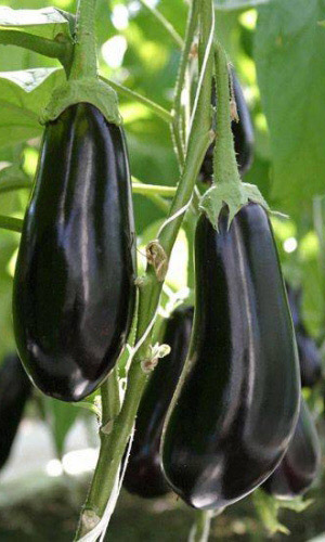 Баклажан Черное Совершенство (УД) 20 шт цв.п.