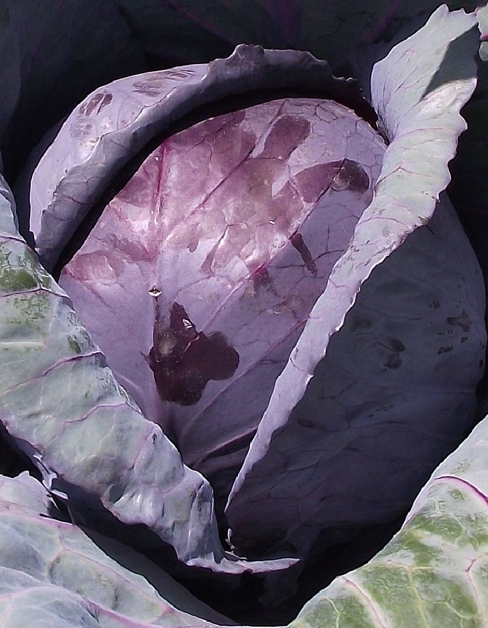 Капуста краснокочанная Колобок рубиновый (УД) 0,3 гр цв.п. семена капуста краснокочанная юнона
