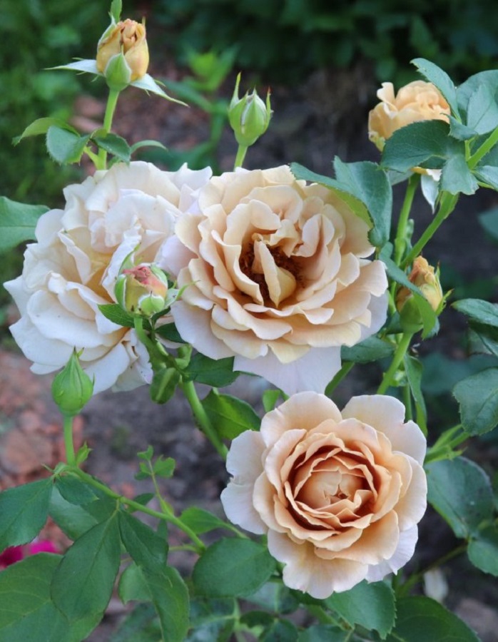 

Роза чайно-гибридная Хани Дижон