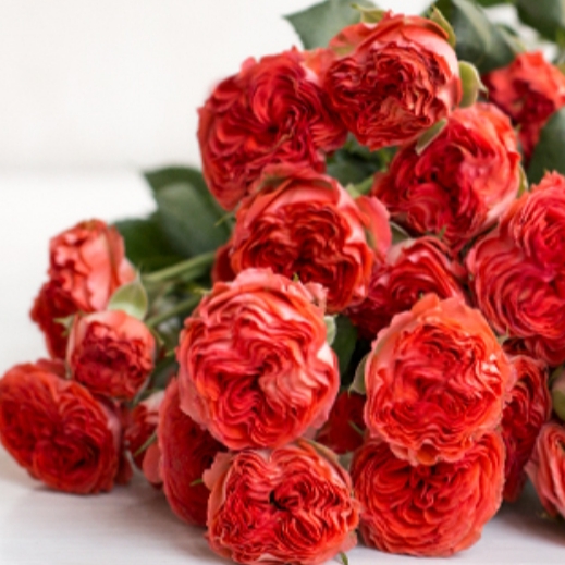 Роза спрей Герой