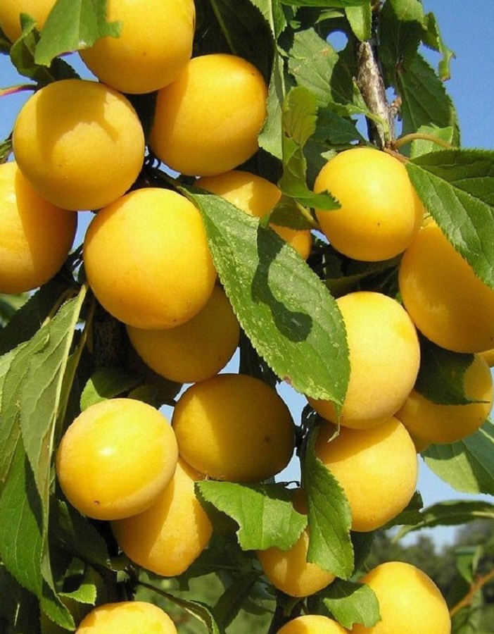 Алыча Мара 699₽