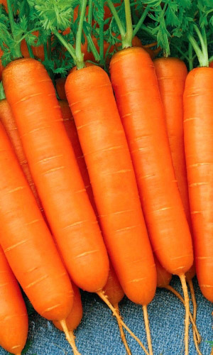 Морковь Каллисто F1 (УД) 1гр цв.п.