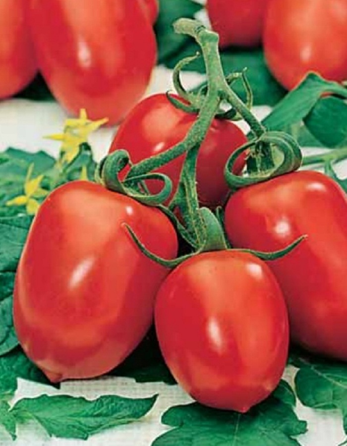 семена сорт томатов