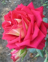 Роза чайно-гибридная Френдшип 