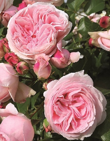 Роза плетистая Джардина