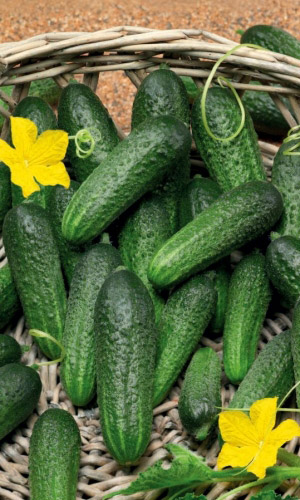 Огурец Алексей - корнишон F1 УД 10 шт цв.п (Симбиоз)