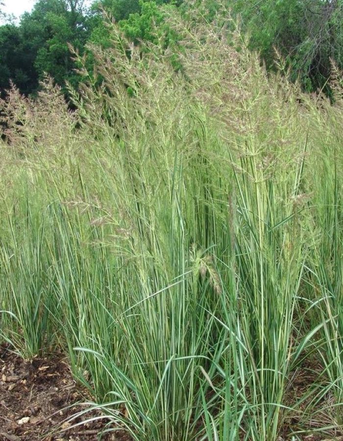 

Вейник остроцветковй Аваланш 1 шт Р9