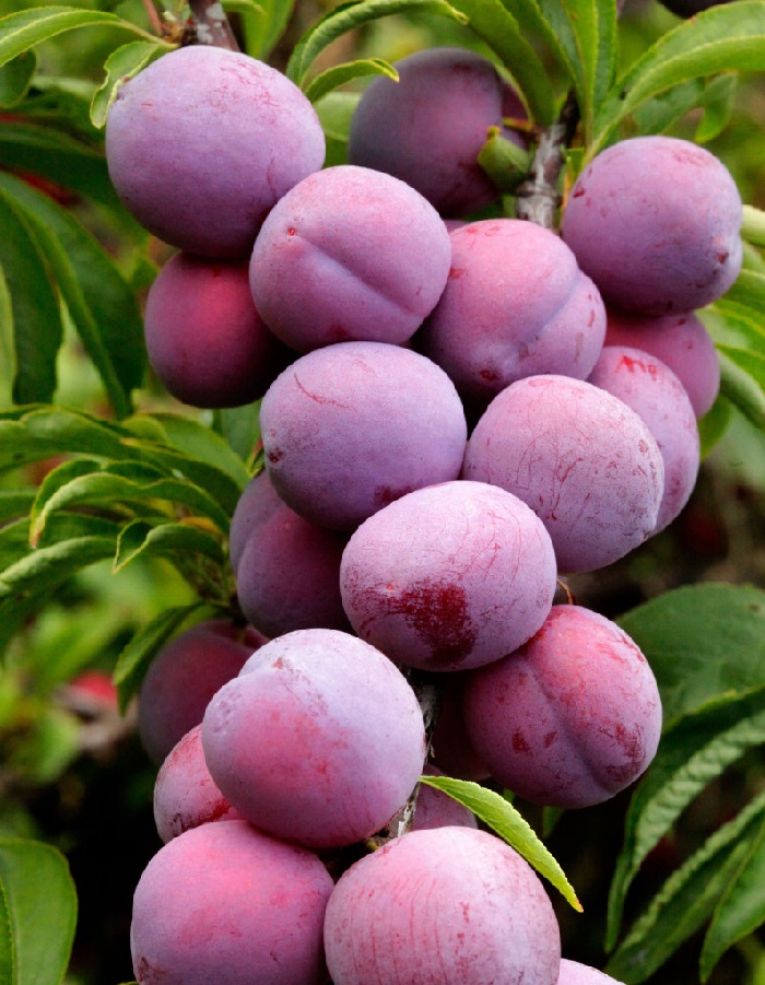 

Слива Маньчжурская красавица