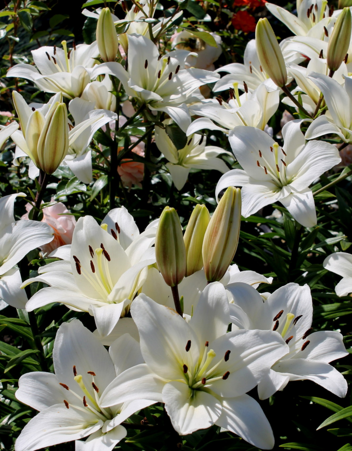 

Лилия Навона